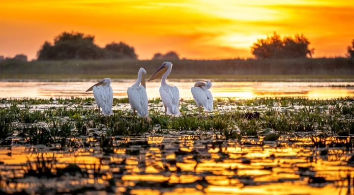 Delta Dunarii, paradisul creat de natura