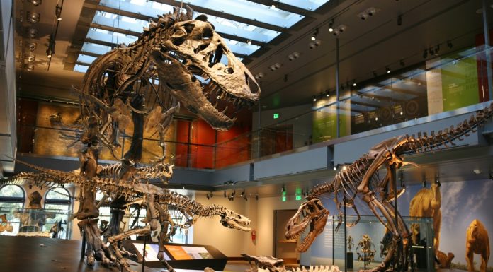 Misterioasa lume a dinozaurilor isi deschide portile la Los Angeles