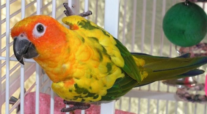 Papagalul crestat, un companion afectuos