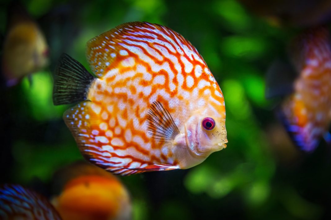 fish-discus-swimming