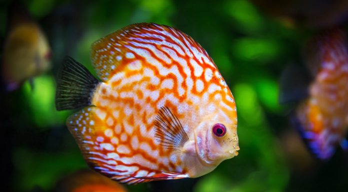 Cum sa-ti antrenezi pestele sa faca trucuri