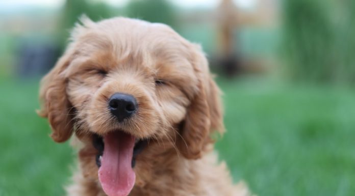 121 Citate Despre Caini Care iti Vor Transforma Viata