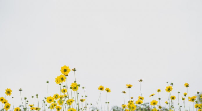 122 Citate Despre Primavara Citate impresionante