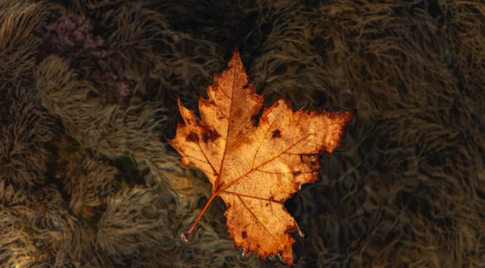 128 Citate Despre Incredere Citate scurte