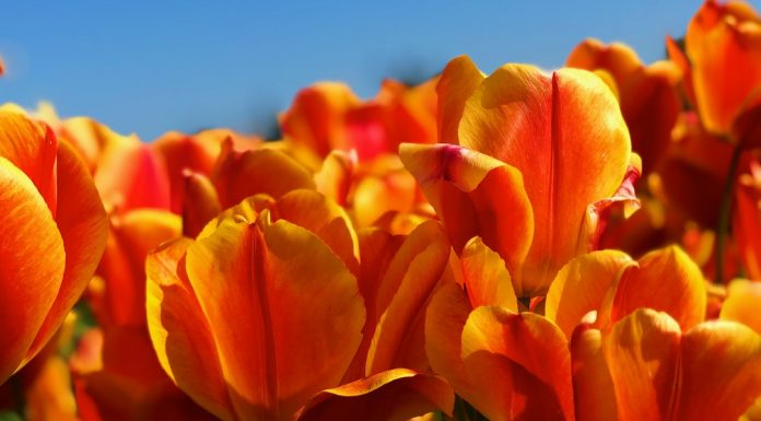 161 Citate Despre Flori Care iti vor schimba viata