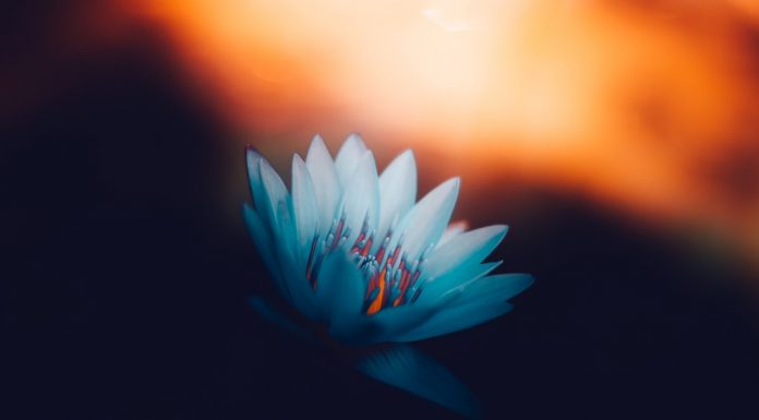 183 Mesaje De Florii