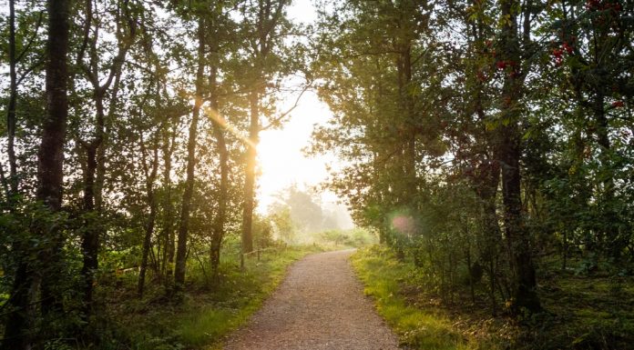 344 Mesaje De Buna Dimineata Noi
